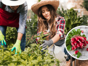 Як отримати ранній урожай редиски