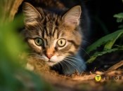 Коти мають значно більшу чутливість, ніж люди