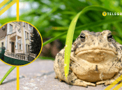 В Україні є будинок із жабами