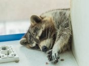 Тельцам, Скорпионам и Рыбам в августе придется несладко