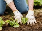 Список овощей для посадки в июне