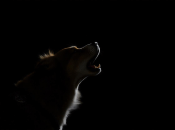 Собака воет по разным причинам