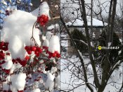 Растения под снегом