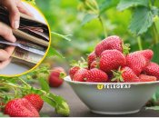 Ціни на полуницю в 2025