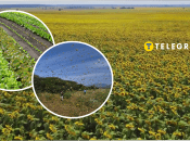 Саранча атакует Запорожскую область