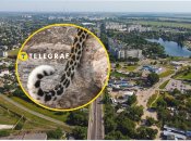 Леопард в Кременчуге