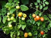 Ученые заставили помидоры кричать от стресса