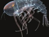 Фото цистисомы