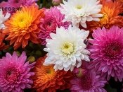 Одна з квіток, які оберігають дім — хризантема