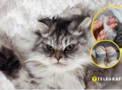 Пушистый котик