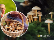 Збір грибів