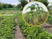 Як відрізнити дурман від фізалісу