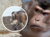 В Индии обезьяны массово убивают собак