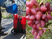 Перша весняна обробка саду та виноградника