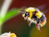Вчені вияснили причину гибелі джмелів