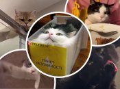 Свежая порция смешных и дерзких котиков