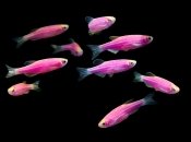 Рыбки данио
