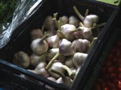 Збирати часник потрібно, коли він повністю дозріє