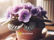 Кімнатна фіалка рясно зацвіте