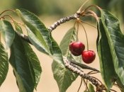 Красные листья на черешне летом - тревожный знак