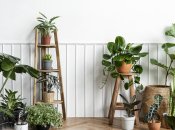 Какие растения притягивают деньги