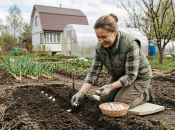 Сейчас самое время посадить чеснок