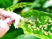 Три природні пестициди для знищення попелиці