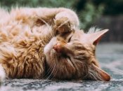 Коти супроводжують людей уже багато століть