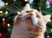 Зробили розклад Таро для кожного знака Зодіаку на грудень 2023 року