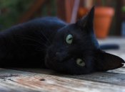 Не стоит бояться черных котиков