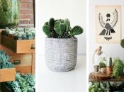 21 доказательство того, что кактус – это лучшее комнатное растение