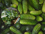 Які огірки посадити у 2026 році