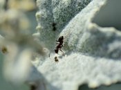 Как избавиться от тли и муравьев на даче