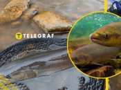 Головатиця