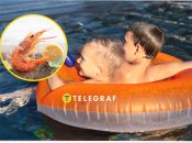 В Полтаве завелись креветки?