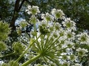 Борщевик – один из распространенных сорняков