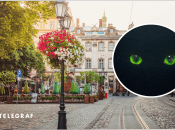 У Львові побачили небезпечного хижака