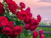 Розы умеют радовать глаз