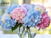 Голубо-розовые гортензии