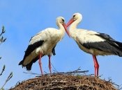 Бузьки Грицько і Одарка