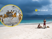 Краб на пляжі нірку робив