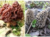 Ядовитый строчок (слева) и съедобный сморчок (справа)