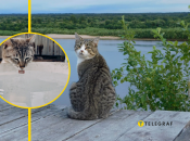 Котячі вміють плавати