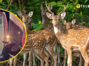 Из Сумщины пытались вывести 9 парнокопытных