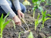 Чтобы получить хороший урожай кукурузы, нужно знать, когда ее сажать (изображение создано с помощью ИИ)