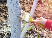 Весняний захист саду