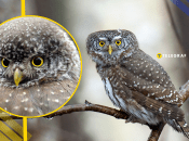 Воробьиный сыч