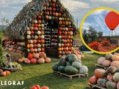 Що подивитися в Чернівцях — виставка гарбузів