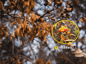 Растение деревогубец