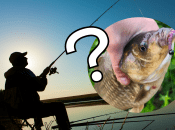 Рыба сама будет прыгать на крючок